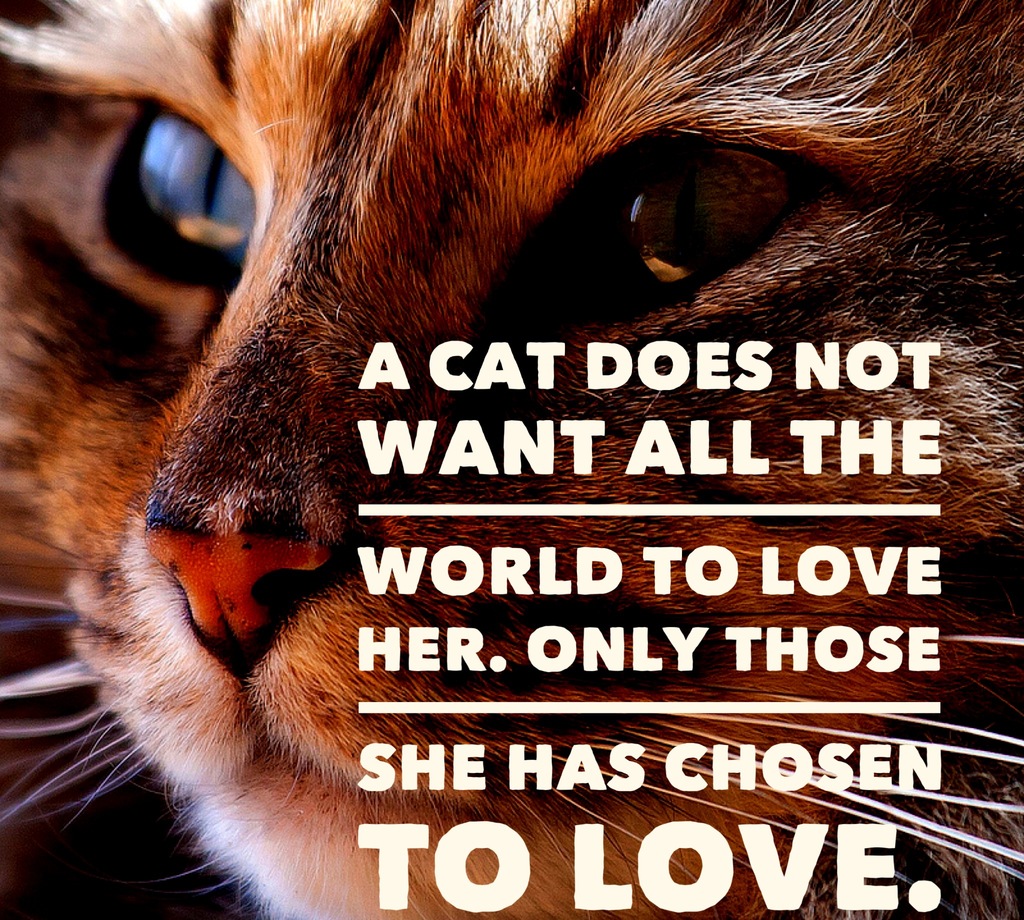 Cat Quotes 25 Sayings Only Cat Lovers will Understand