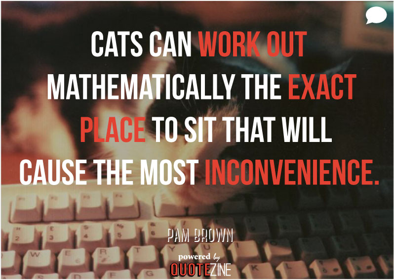 Cat Quotes: 25 Sayings Only Cat Lovers will Understand: