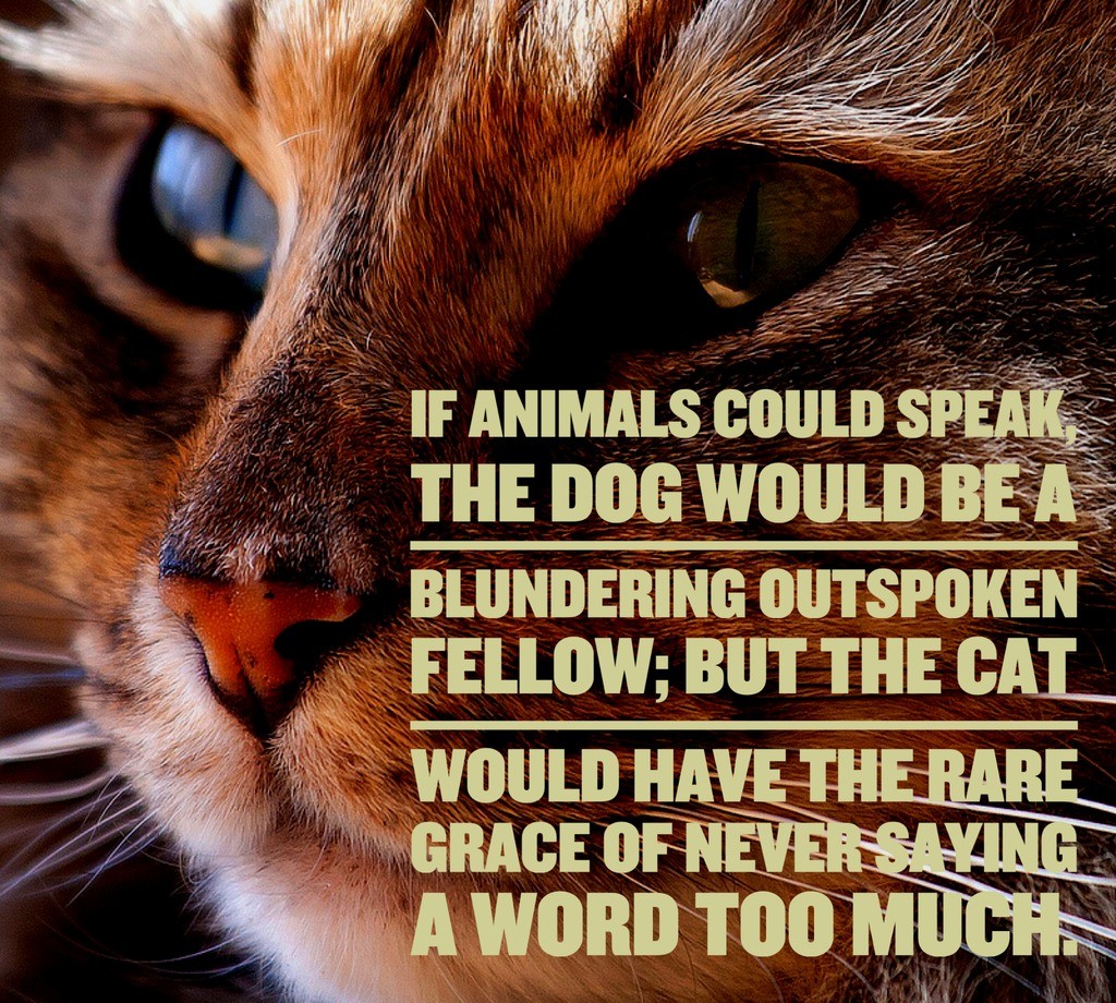 Cat Quotes 25 Sayings Only Cat Lovers will Understand