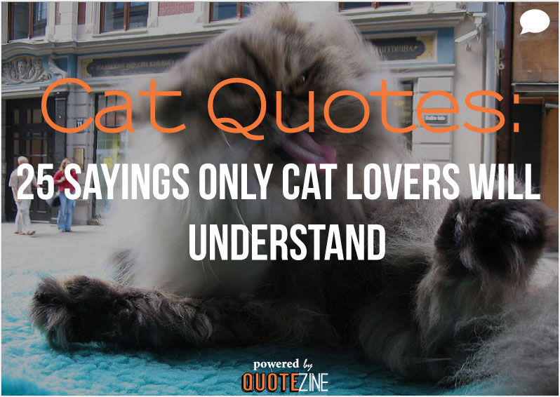 Cat Quotes: 25 Sayings Only Cat Lovers will Understand: